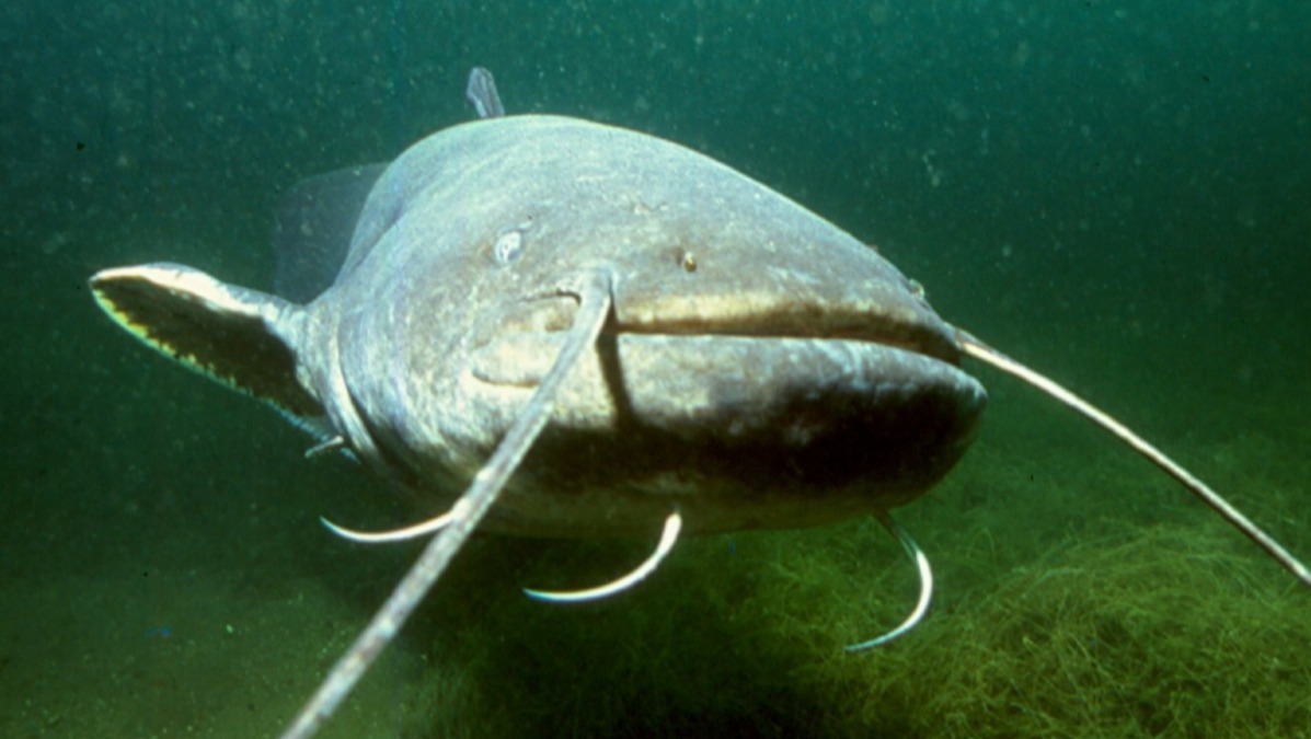 Catfish