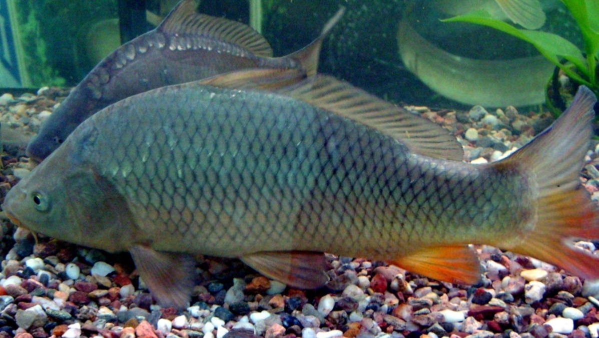 Carp