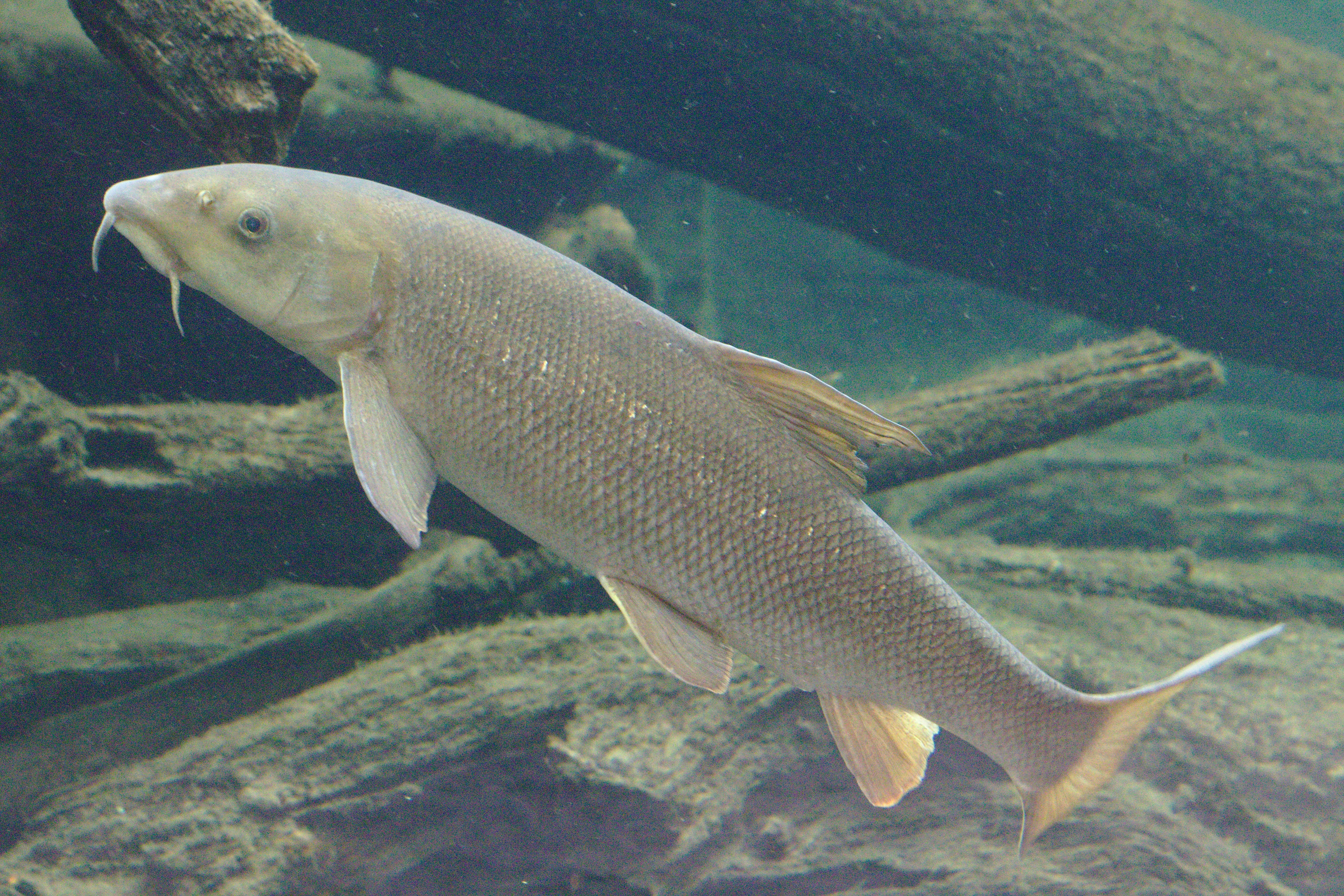 Barbel