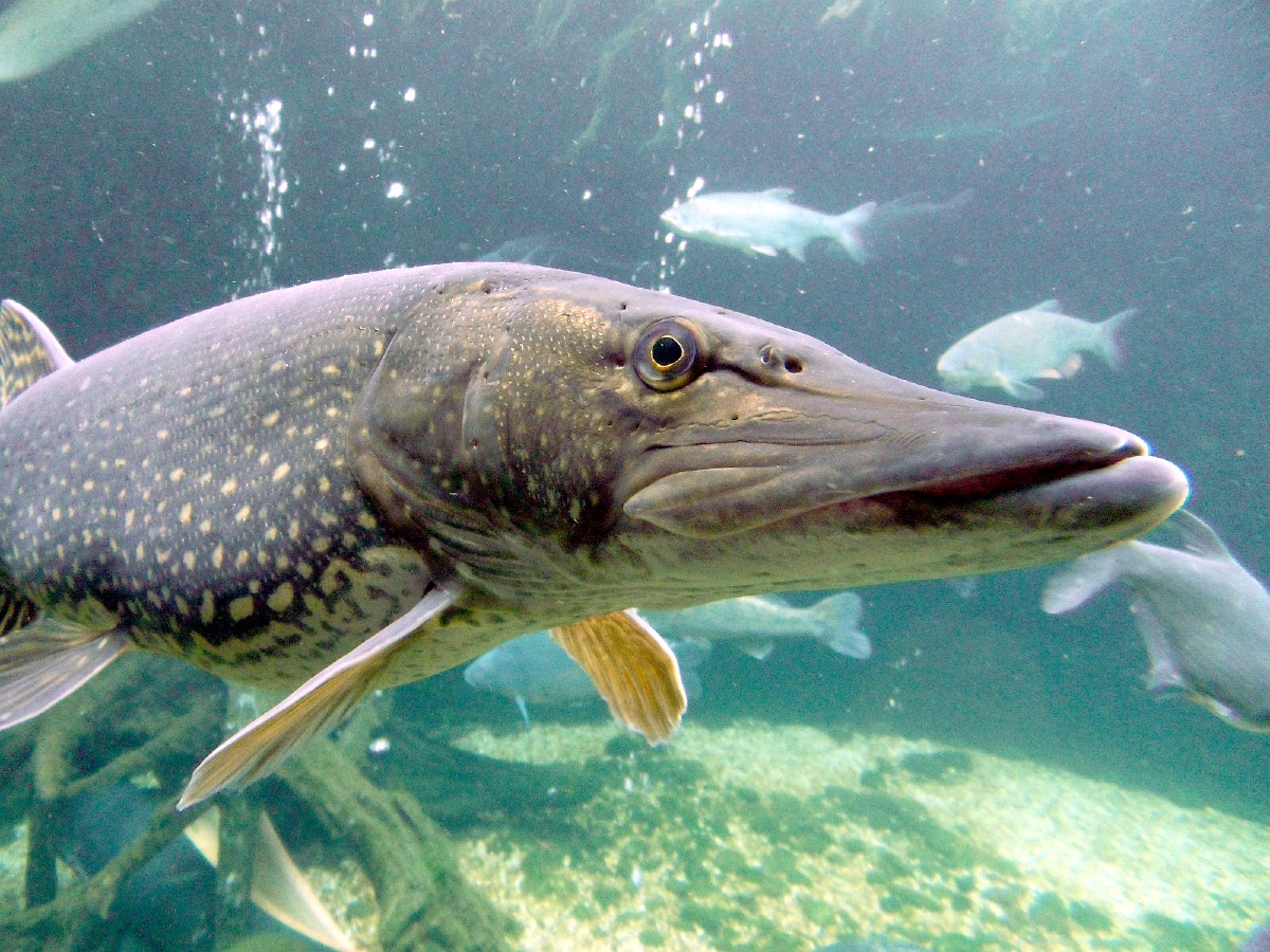 Pike