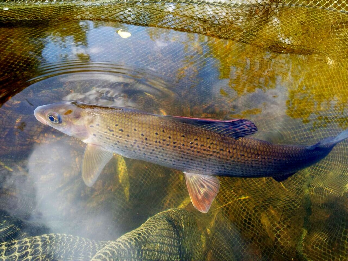 Grayling