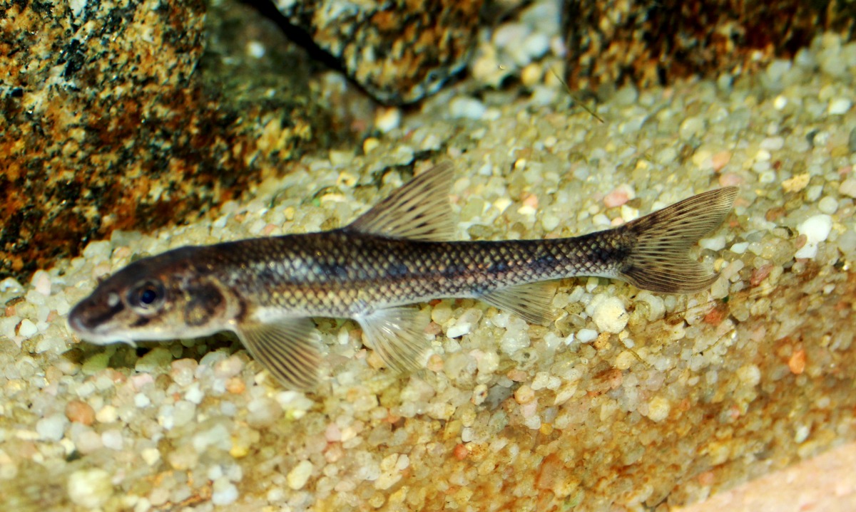 Gudgeon
