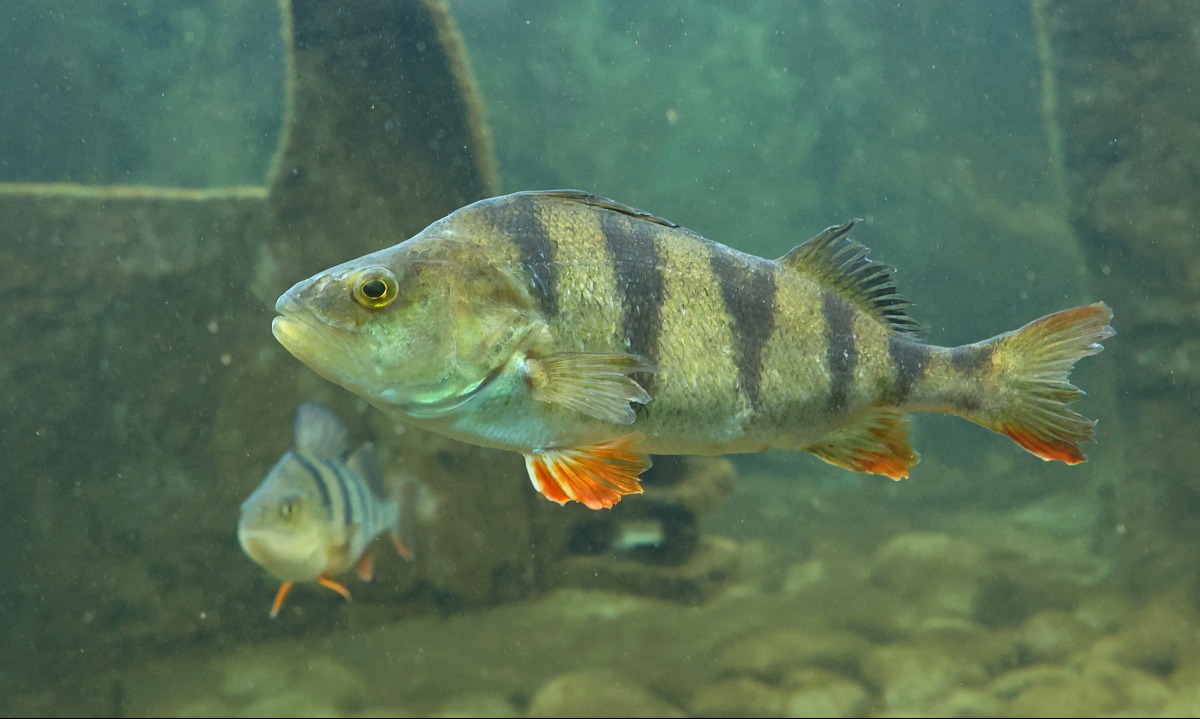 Perch