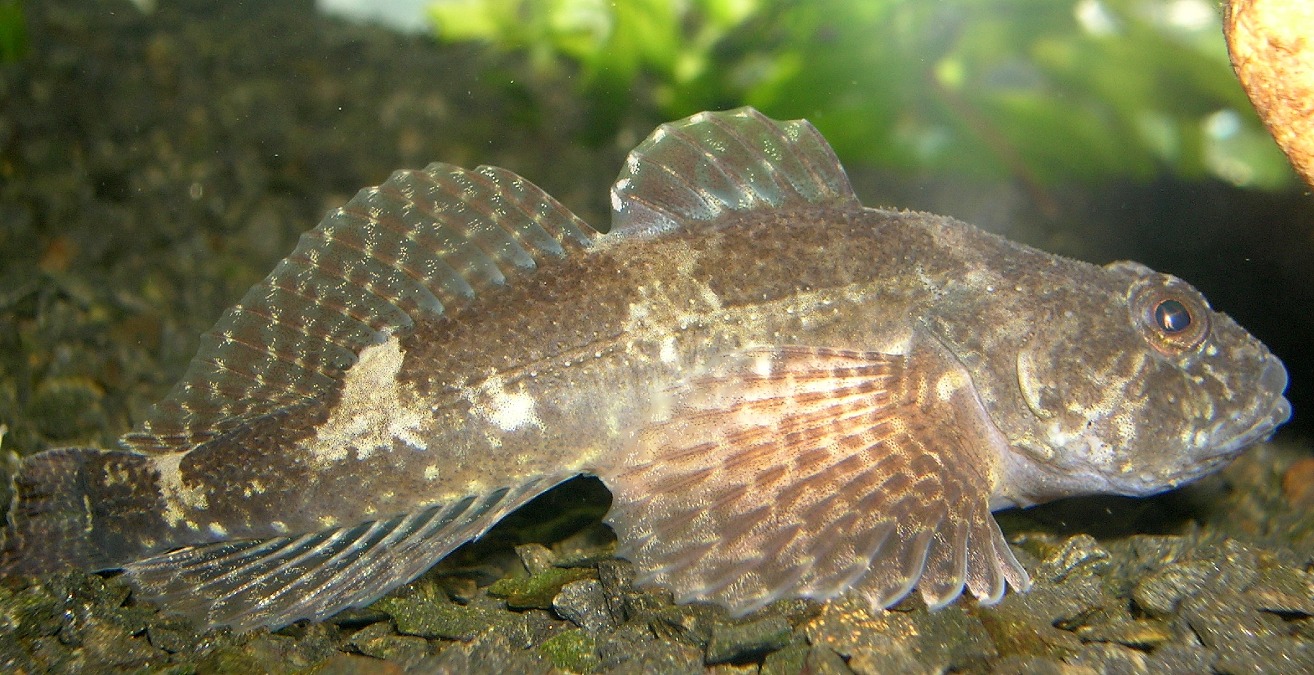 Bullhead