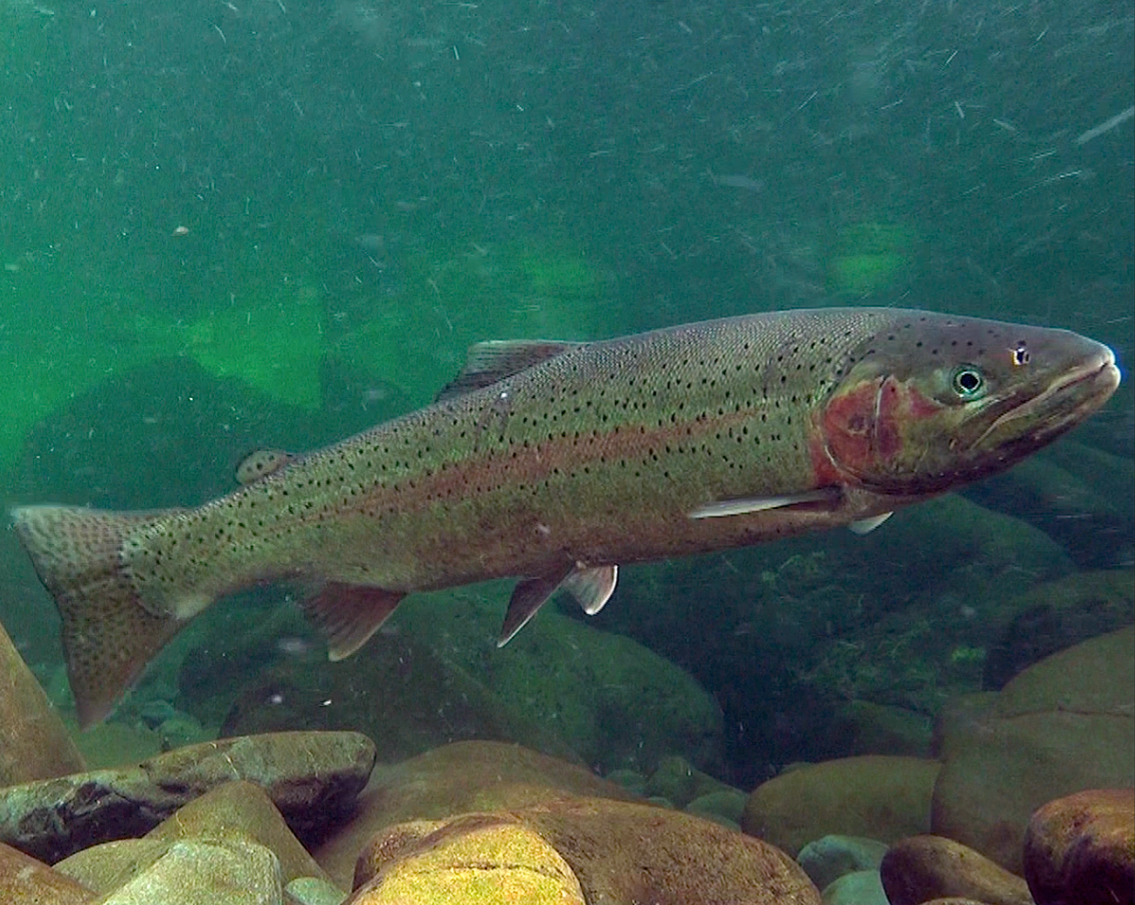 Rainbow trout